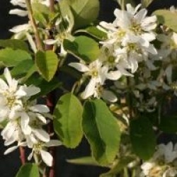 Amelanchier alnifolia 'Obelisk' cov 
