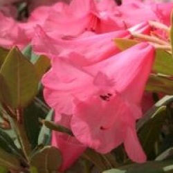 Rhododendron 'Winsome'