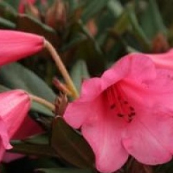 Rhododendron 'Winsome'