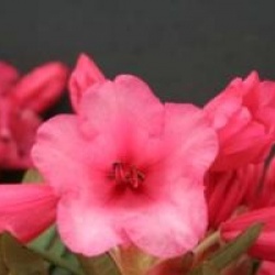 Rhododendron 'Winsome'