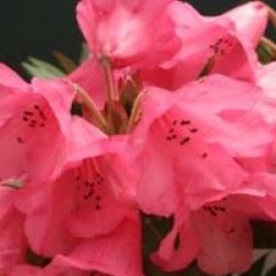 Rhododendron 'Winsome'