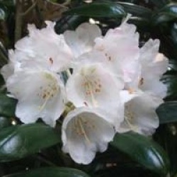 Rhododendron yakushimanum 