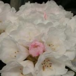 Rhododendron yakushimanum 