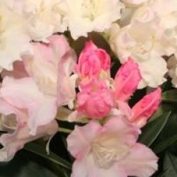 Rhododendron yakushimanum 