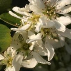 Amelanchier alnifolia 'Obelisk' cov 