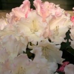 Rhododendron yakushimanum 