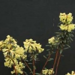 Rhododendron hybride Yellow Hammer