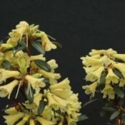Rhododendron 'Yellow Hammer'