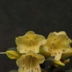 Rhododendron 'Yellow Hammer'