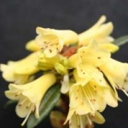 Rhododendron 'Yellow Hammer'