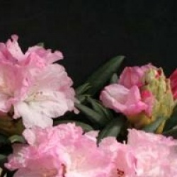 Rhododendron 'Caroline Albrook'