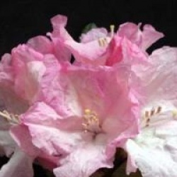 Rhododendron yakushimanum Caroline Albrook
