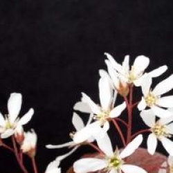 Amelanchier canadensis - Am�lanchier du Canada