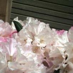Rhododendron 'Caroline Albrook'