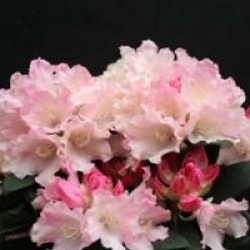 Rhododendron 'Dreamland' - Rhododendron yakushimanum Dreamland