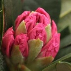 Rhododendron 'Dreamland'