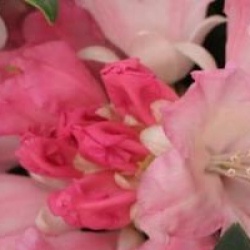 Rhododendron 'Dreamland'