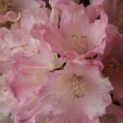 Rhododendron 'Dreamland'