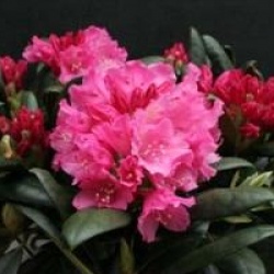 Rhododendron yakushimanum Kalinka