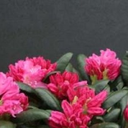 Rhododendron 'Kalinka'