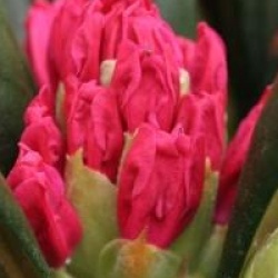 Rhododendron 'Kalinka'