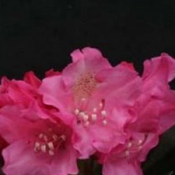 Rhododendron 'Kalinka'