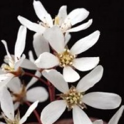 Amelanchier canadensis