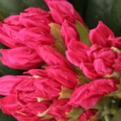 Rhododendron 'Kalinka'