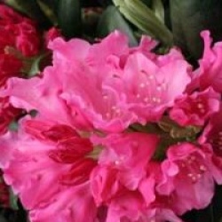 Rhododendron 'Kalinka'
