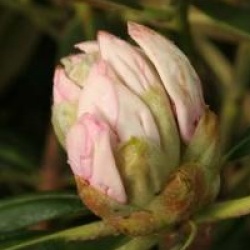 Rhododendron 'Porzellan'