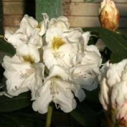 Rhododendron 'Porzellan'