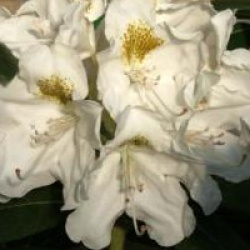 Rhododendron 'Porzellan'