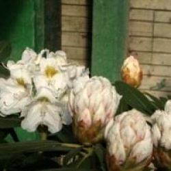 Rhododendron 'Porzellan'