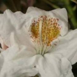 Rhododendron 'Porzellan'
