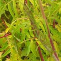 Rhus typhina Tiger Eyes � 'Baitiger' cov - Sumac Tiger Eyes