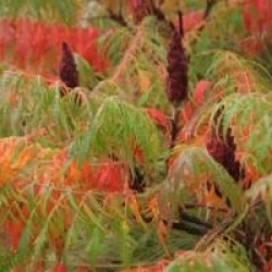 Sumac lacini�