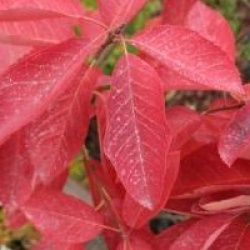 Amelanchier canadensis