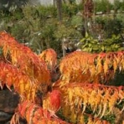 Rhus typhina 'Dissecta'