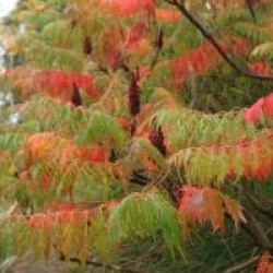 Rhus typhina 'Dissecta'