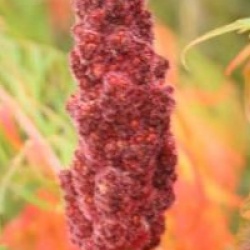 Rhus typhina 'Dissecta'