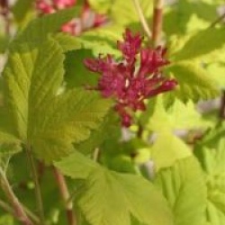Groseiller � fleurs Brianjou