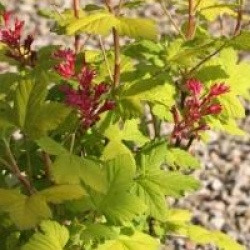 Ribes sanguineum Brianjou 