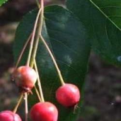 Amelanchier lamarckii
