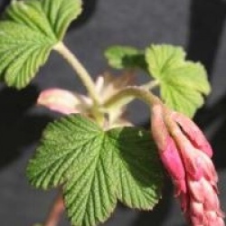 Ribes sanguineum 'King Edouard VII'
