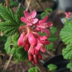 Ribes sanguineum 'King Edouard VII'