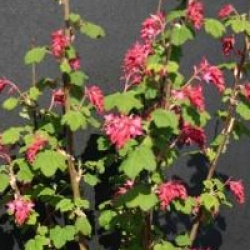 Ribes sanguineum 'King Edouard VII'