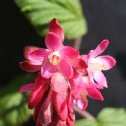 Ribes sanguineum 'King Edouard VII' - Groseiller � fleurs king Edouard VII