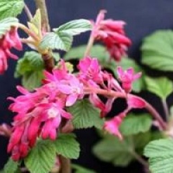 Ribes sanguineum 'King Edouard VII'