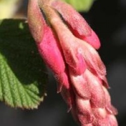 Ribes sanguineum 'King Edouard VII'