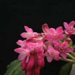 Ribes sanguineum 'Pulborough Scarlet' - Groseiller � fleurs Pulborough Scarlet
